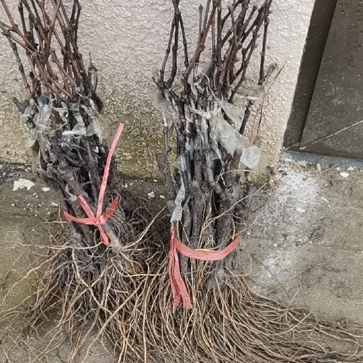 泰安阳光玫瑰葡萄苗 嫁接苗 裸根苗 