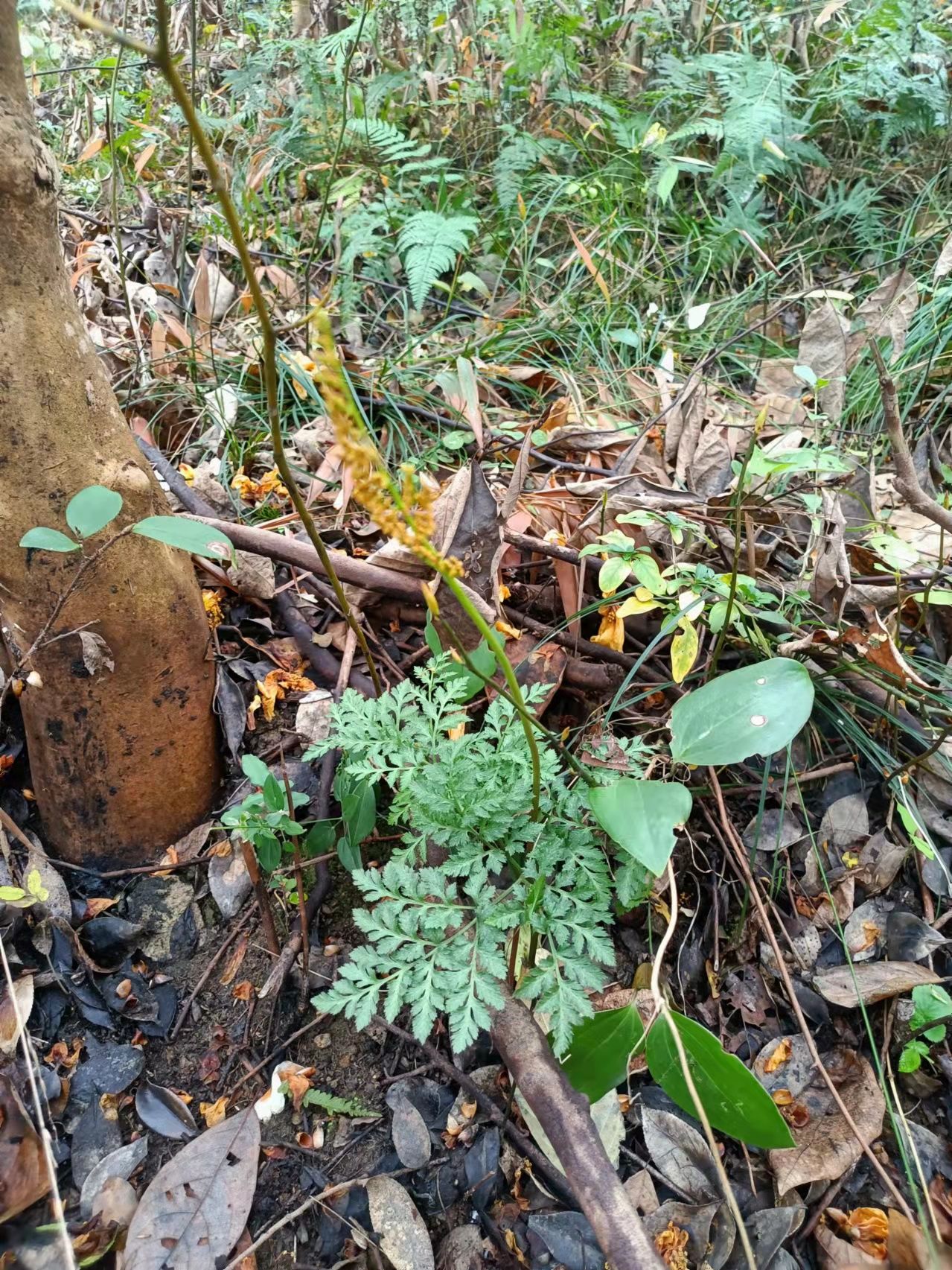一朵云阴地蕨背蛇生小春花独角蒿独脚金鸡鲜货干货批发零售