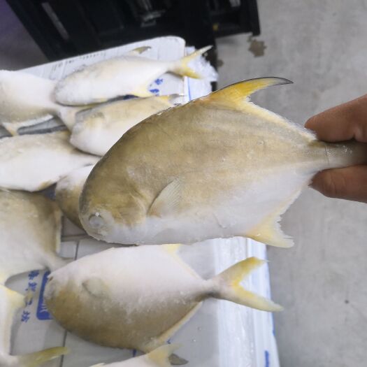 合浦县 金鲳鱼，饲料厂直销，无中介，可做出口，一条龙服务，证件齐全