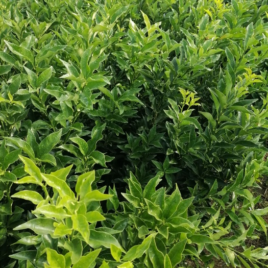 阳朔县脆皮金桔苗 嫁接苗 裸根苗 