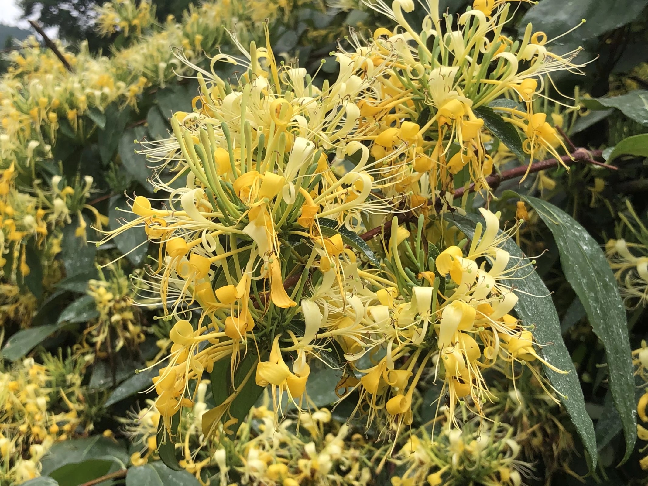 湘蕾一号金银花苗  湖南五彩花实心苗，易成活，易管理，产量高