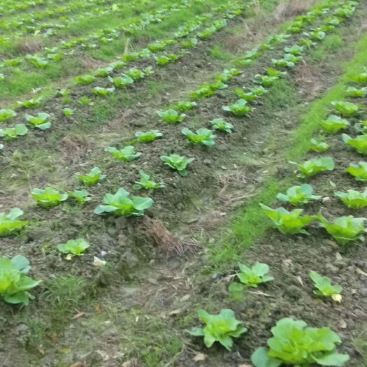 通道县矮白菜 湖南省怀化市通道侗族自治县 