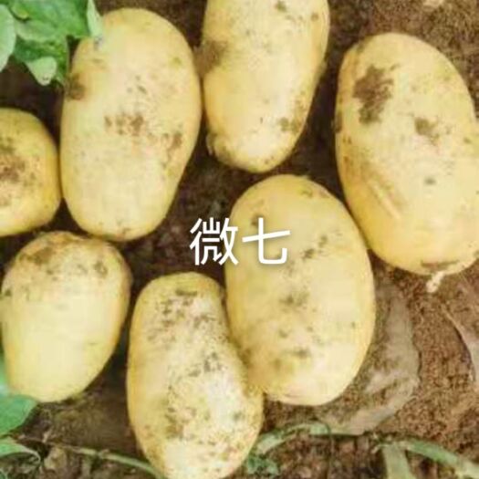 围场县 商都，沽源，康保，围场本地黄心白心土豆