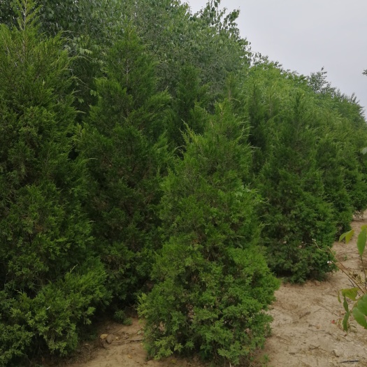 鄢陵县蜀柏 蜀侩