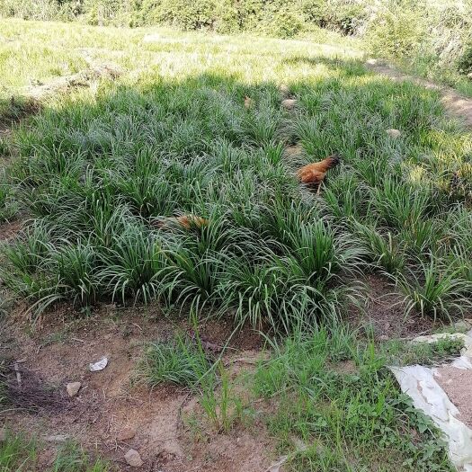 安远县家种耐旱石菖蒲苗