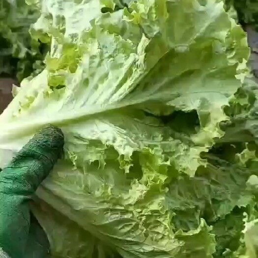 银川精品大叶生菜