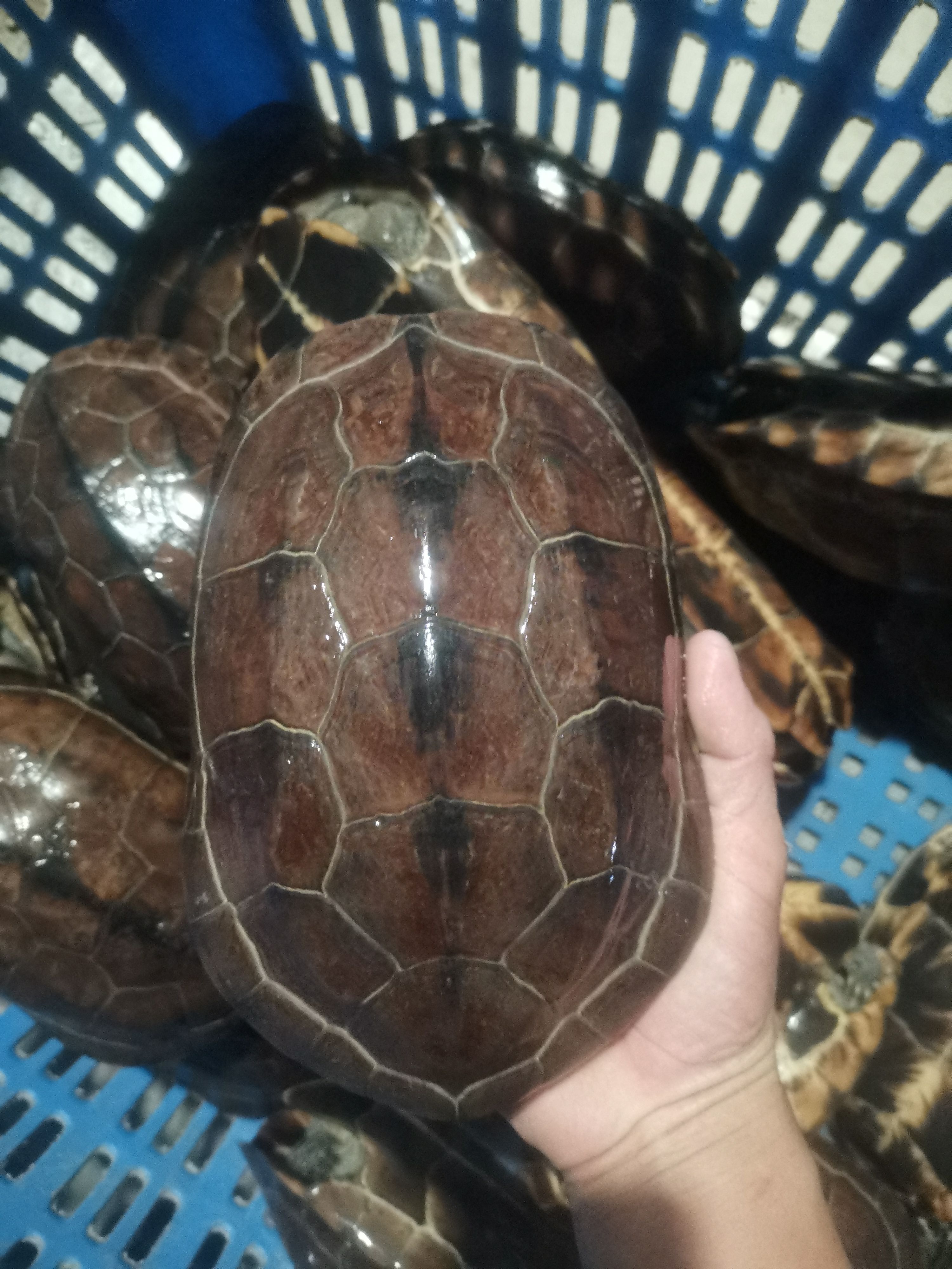  中华草龟，8年老母龟，1.8-2.5斤，均重2.1斤，