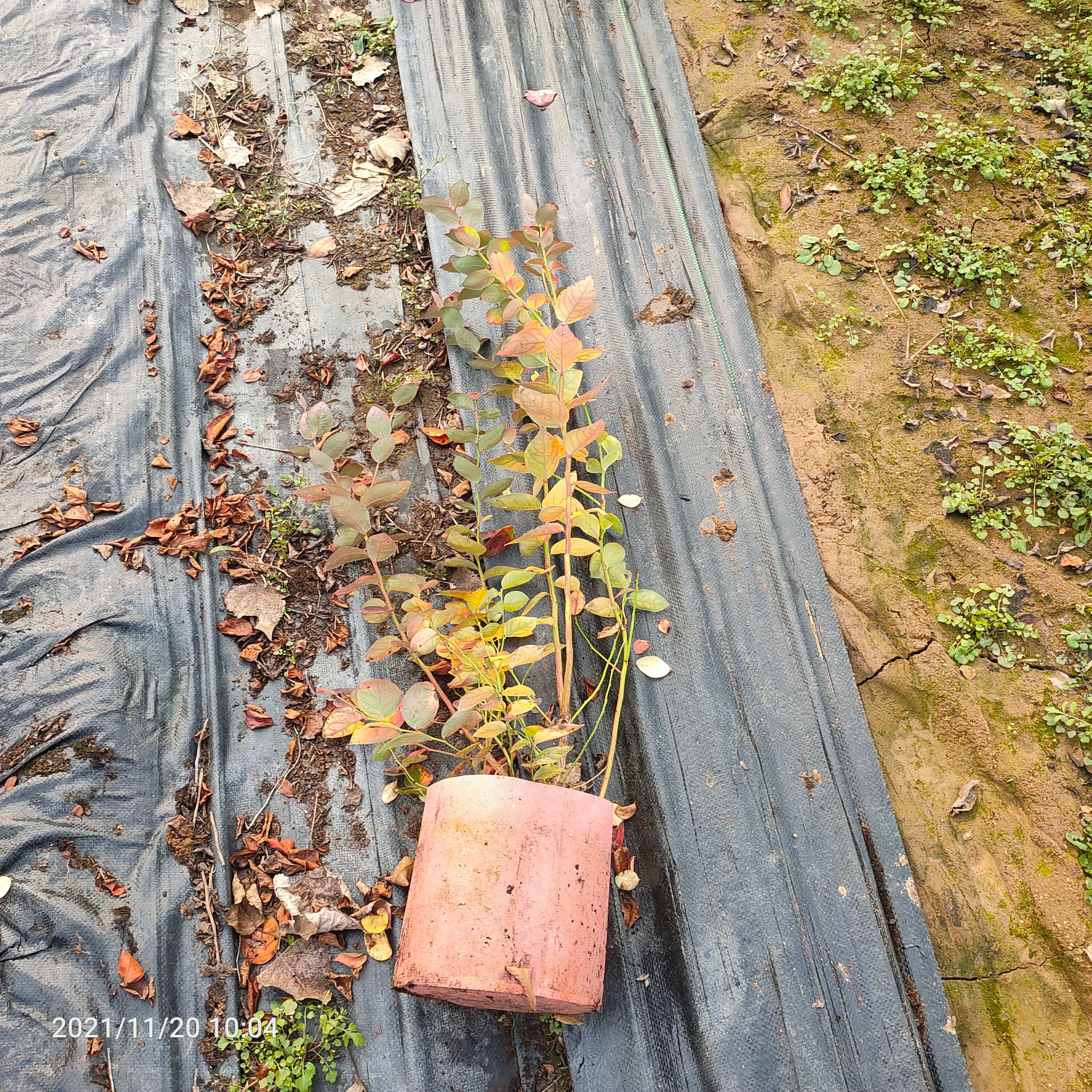 奥尼尔蓝莓苗 基地出售4年蓝莓苗  美植袋蓝莓苗 当年挂果