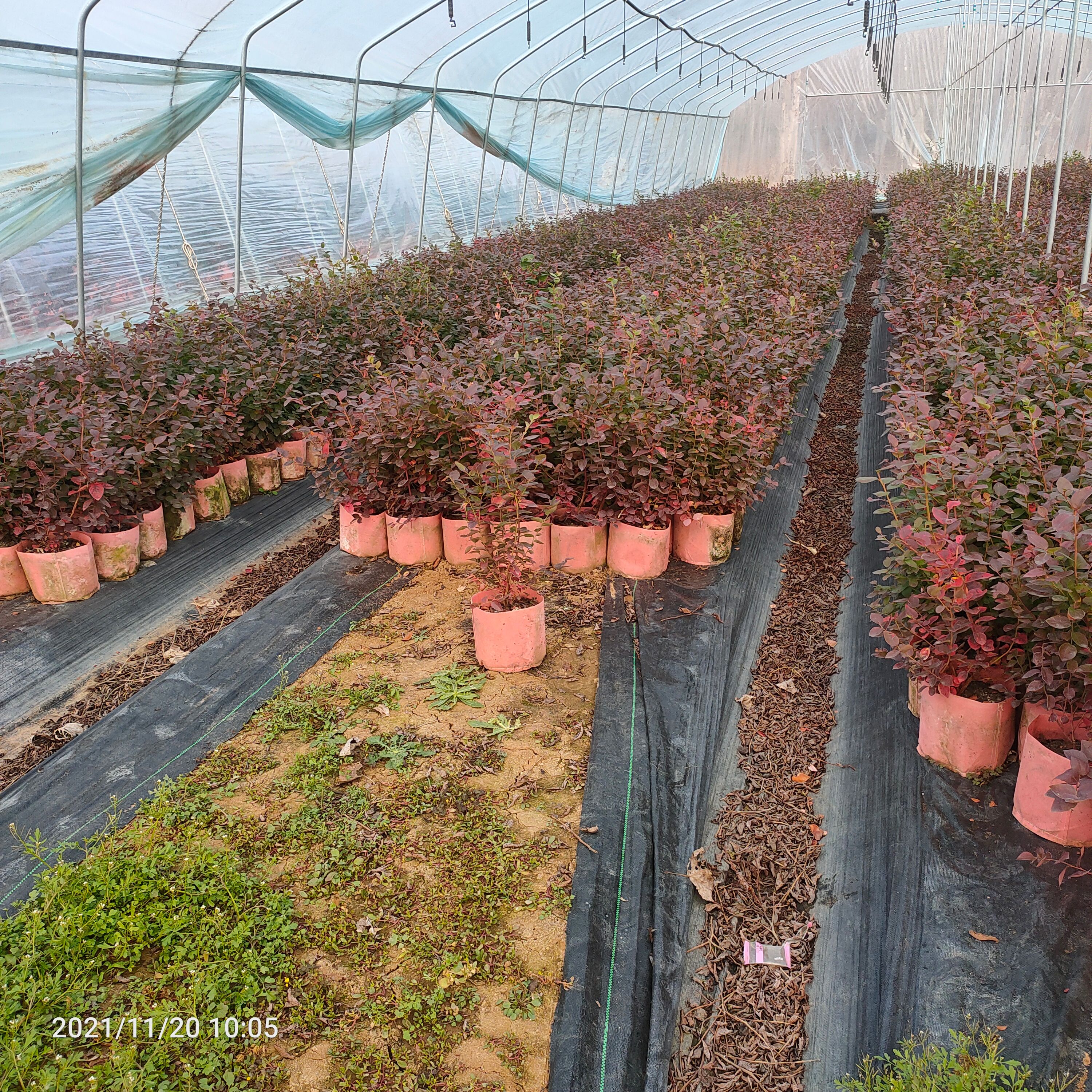 奥尼尔蓝莓苗 基地出售4年蓝莓苗  美植袋蓝莓苗 当年挂果