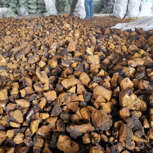 长春 桦树茸大量现货，需要的联系