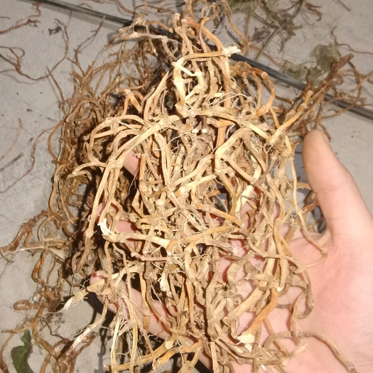 德阳 鱼腥草根茎 烘干