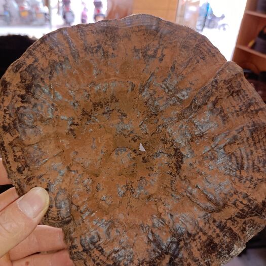 梧州灵芝 本品为初级农产品 广西壮族自治区来宾市金秀瑶族自治县 