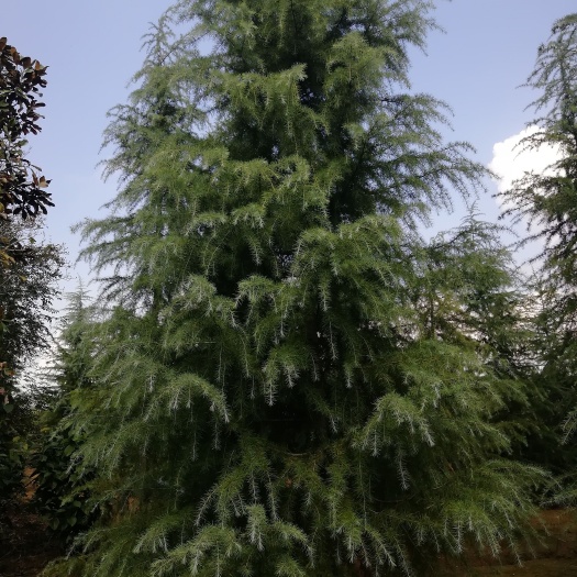 南京南京雪松基地.自家苗葡出售4米~8米雪松