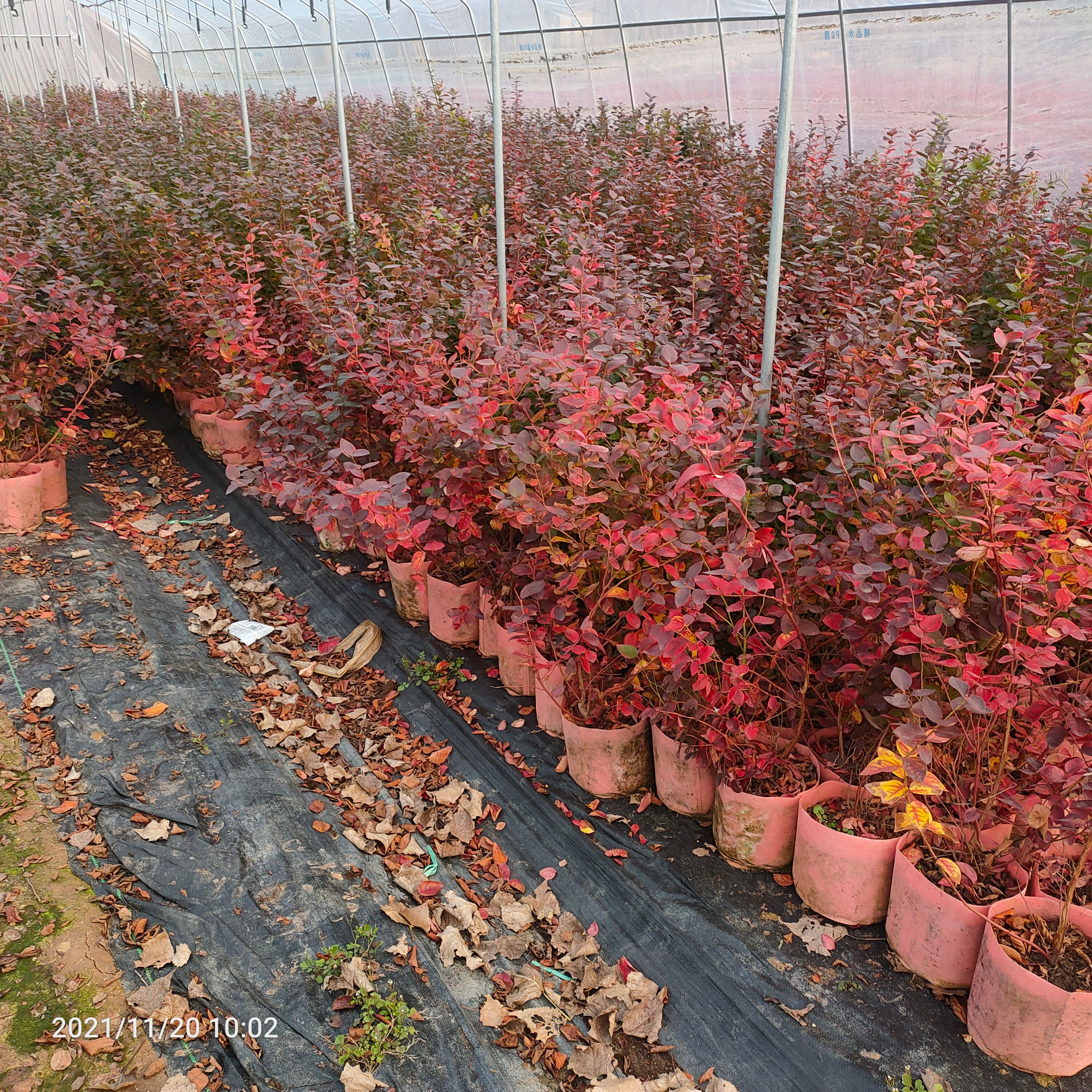 奥尼尔蓝莓苗 基地出售4年蓝莓苗  美植袋蓝莓苗 当年挂果