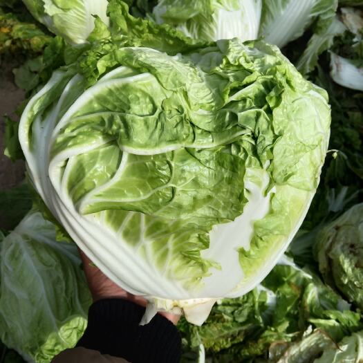 内黄县矮白菜  新乡小包23大白菜