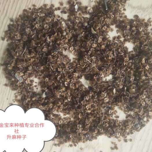 赤峰北升麻种子
