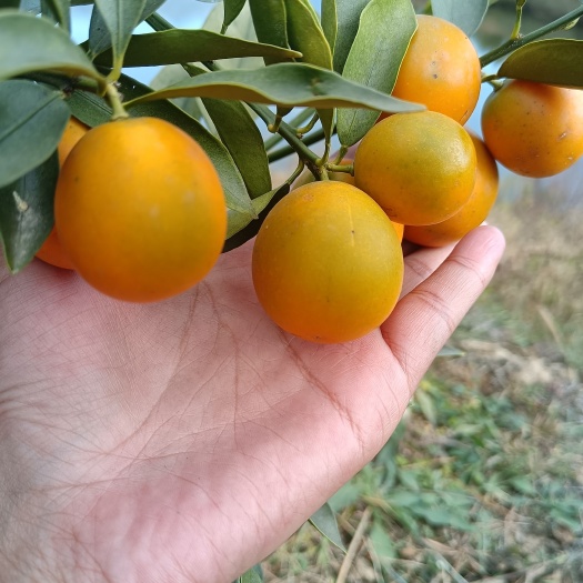 德昌县脆皮甜蜜金桔