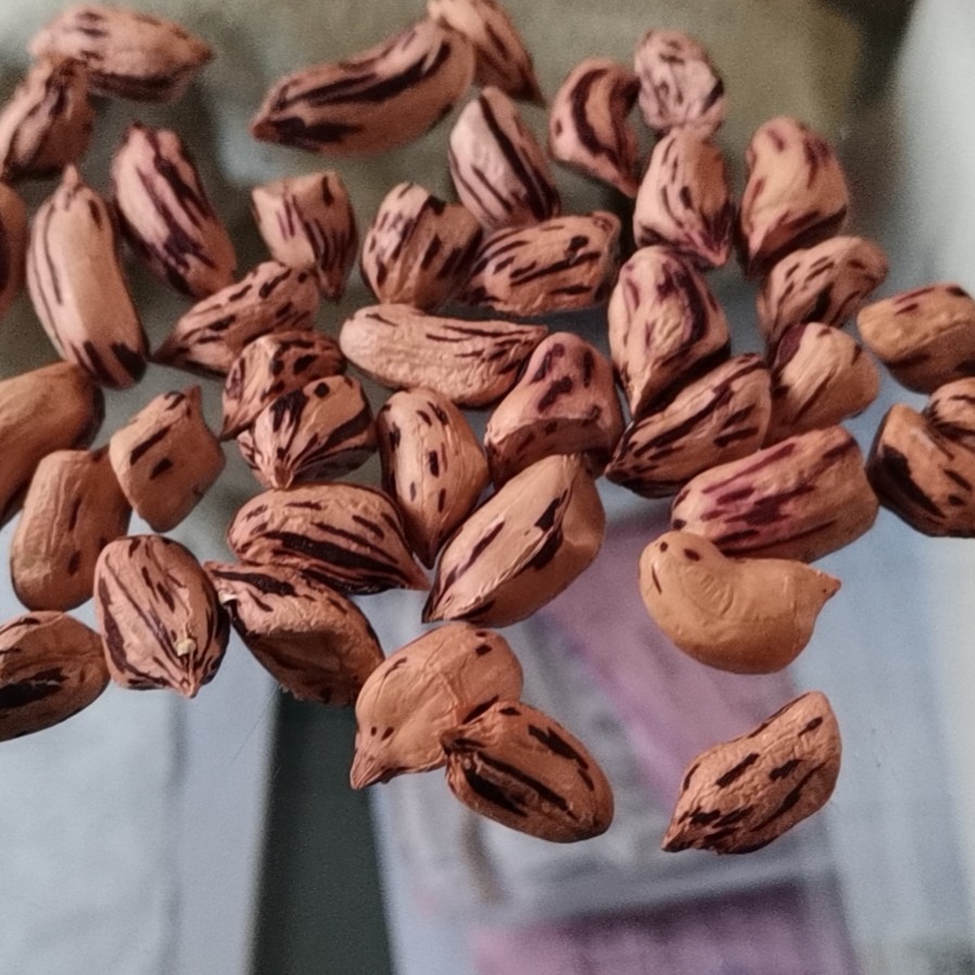 蒲菜  新鲜，真空，，淮安，价格美丽，全国配送。