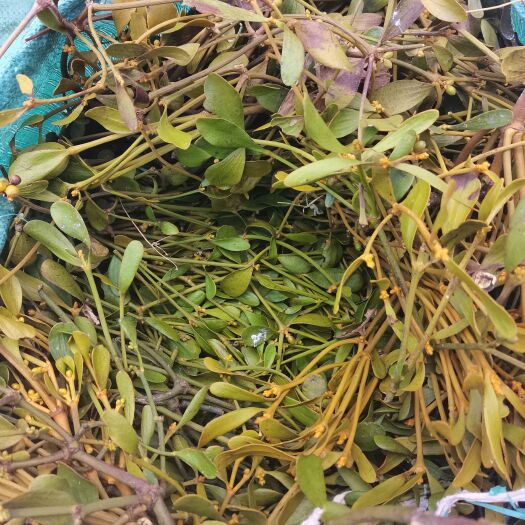 大理市 核寄生大量收购鲜货，，有资源的联系！