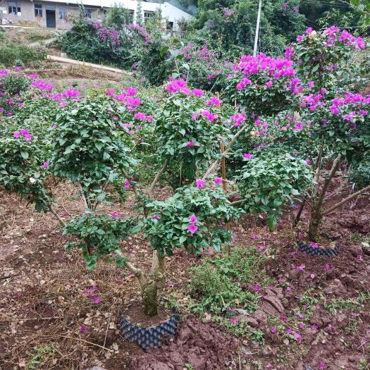 紫花三角梅 自种自销各种规格三角梅
