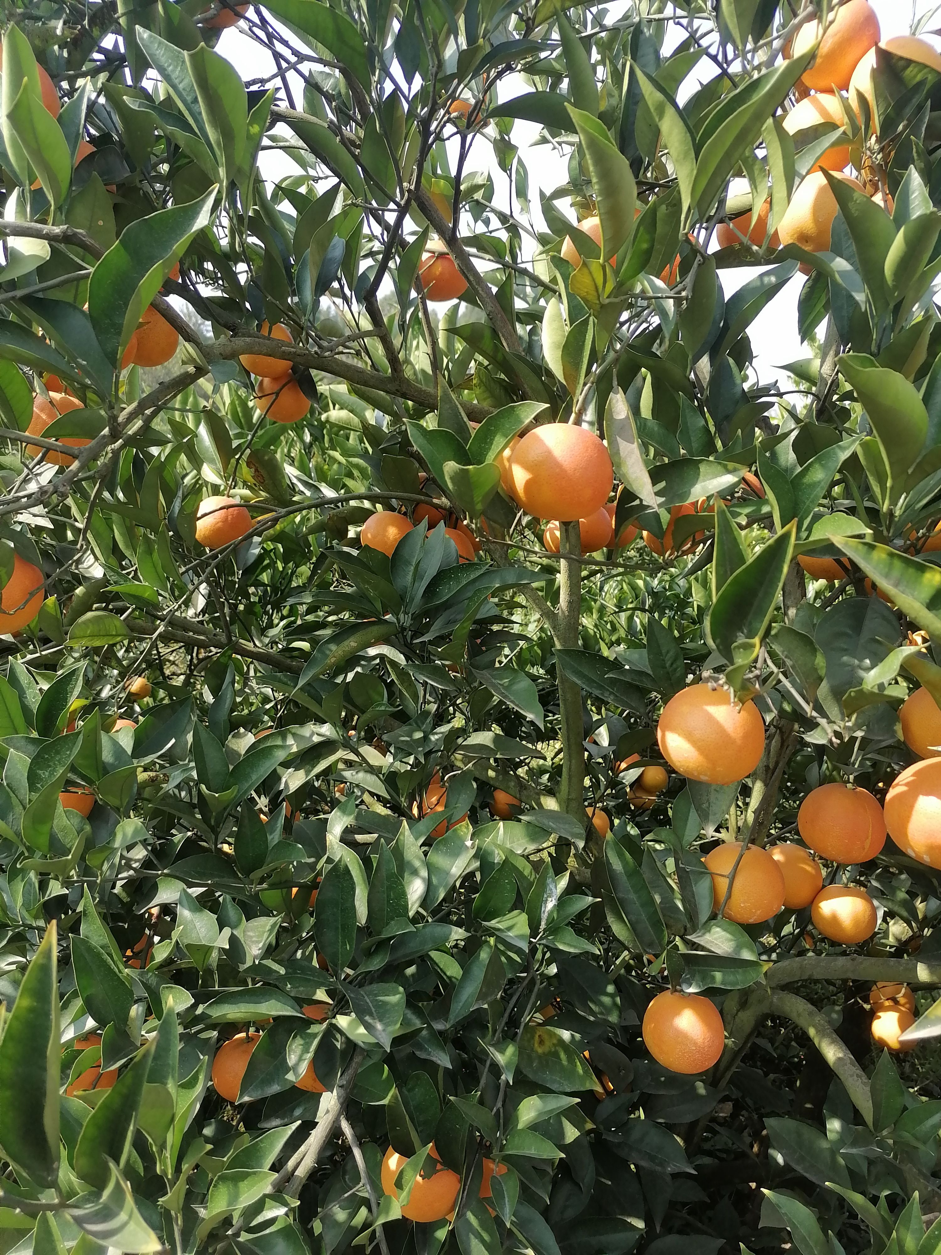 塔罗科血橙果园直发量大货源充足