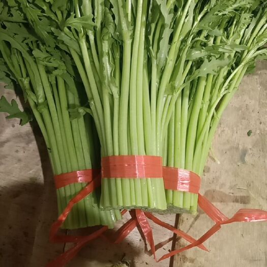 寿光市 精品茼蒿，大量有货