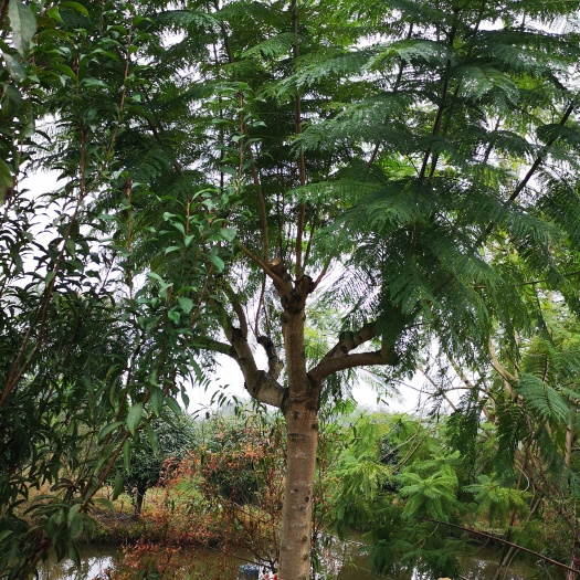 蓝花楹，200棵左右，十几公分到几十公分都有，低于市场价自提
