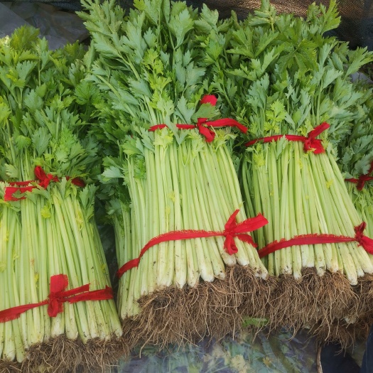 香芹 小芹菜