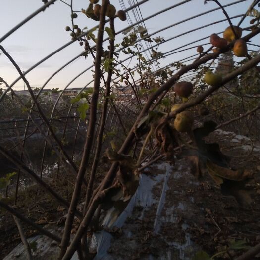 杭州 无花果波姬红无花果，6厘米粗，整根发，不包邮费，