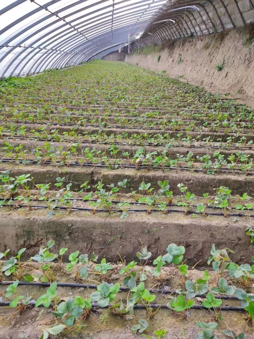 贴片式滴灌带16直径，出水口间距可调，壁厚可调滴水均匀