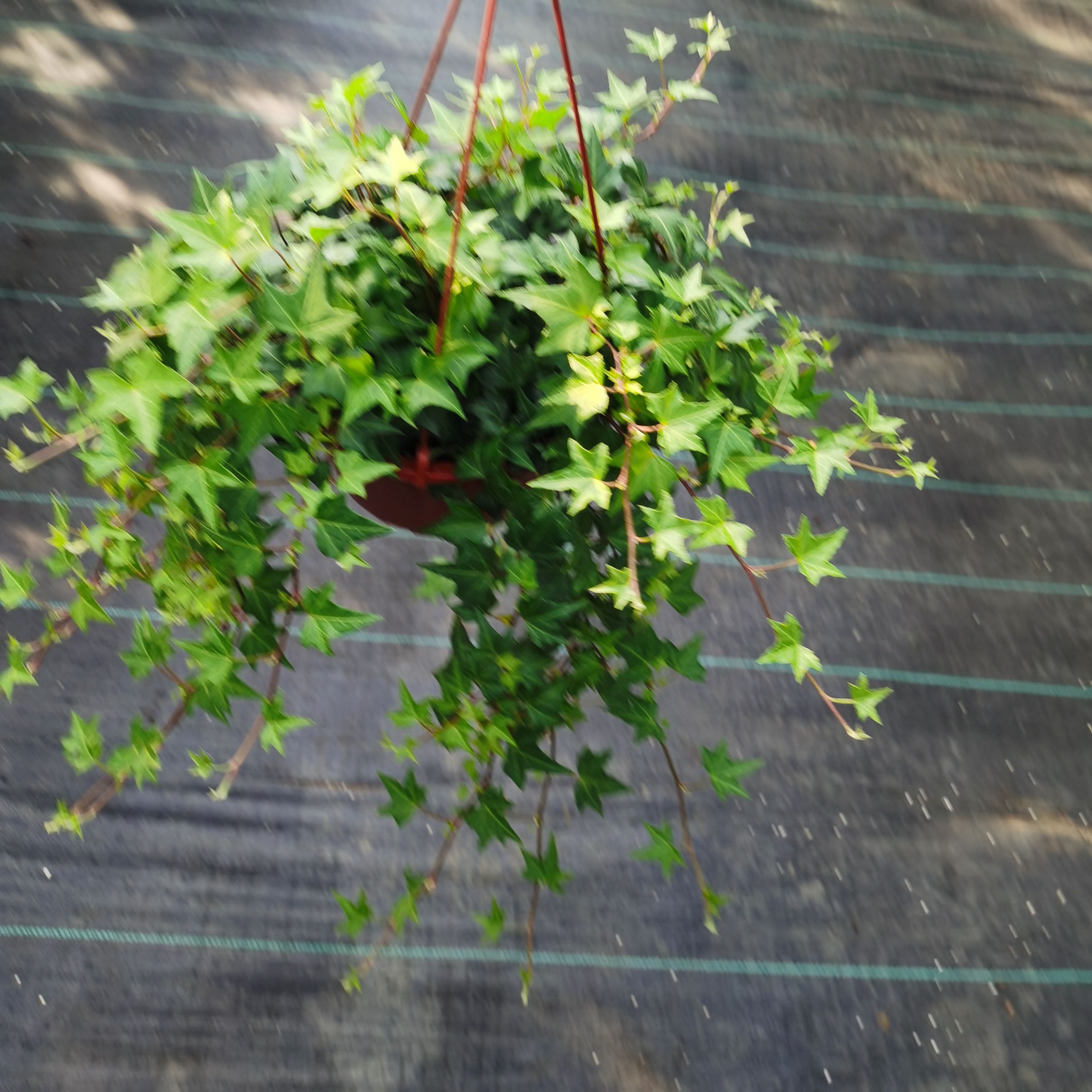 200青叶常春藤  藤长50cm左右