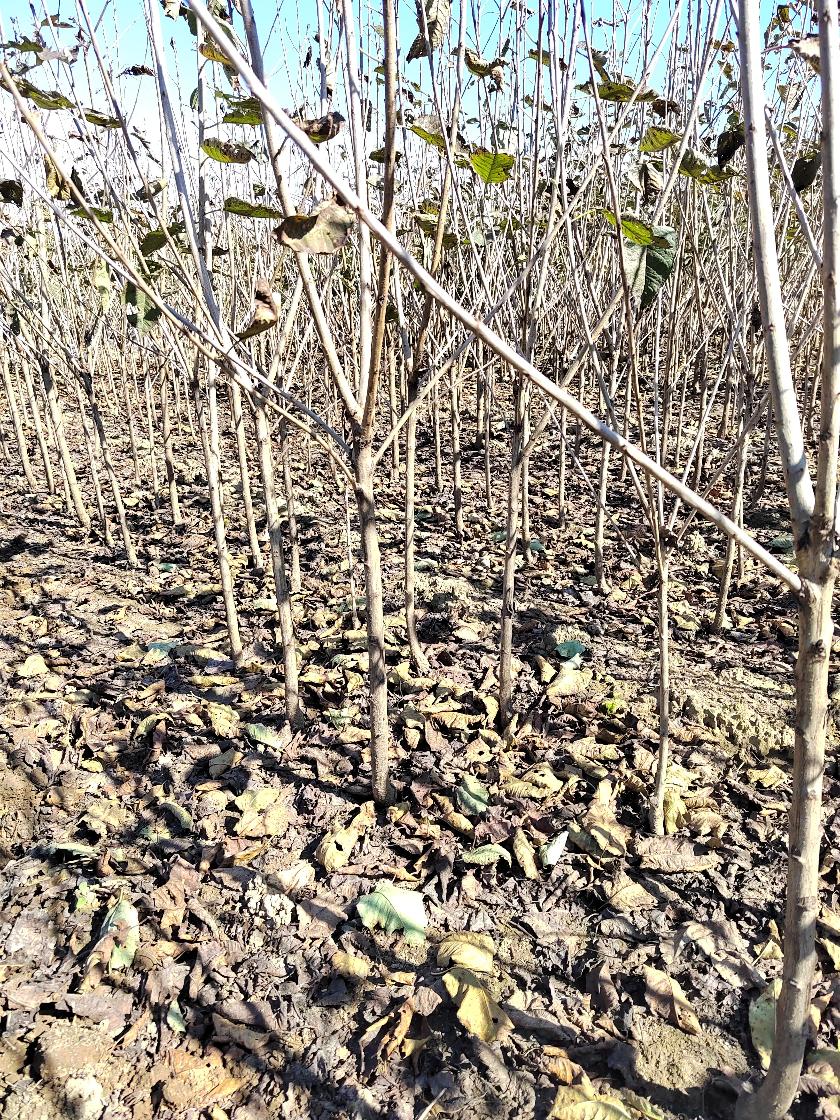 俄罗斯8号樱桃苗 樱桃树苗 俄罗斯八号  现挖现发南北方种植