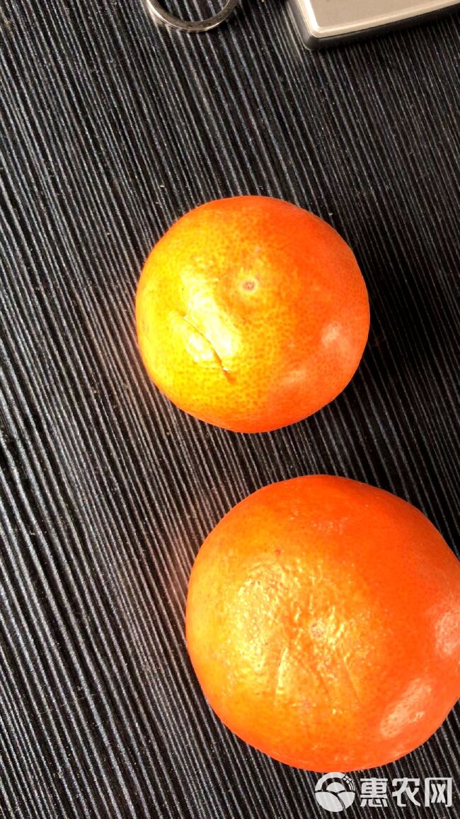 柑桔苗  爱媛52，柑橘新品种，甘平的替代品种，不裂果，不枯