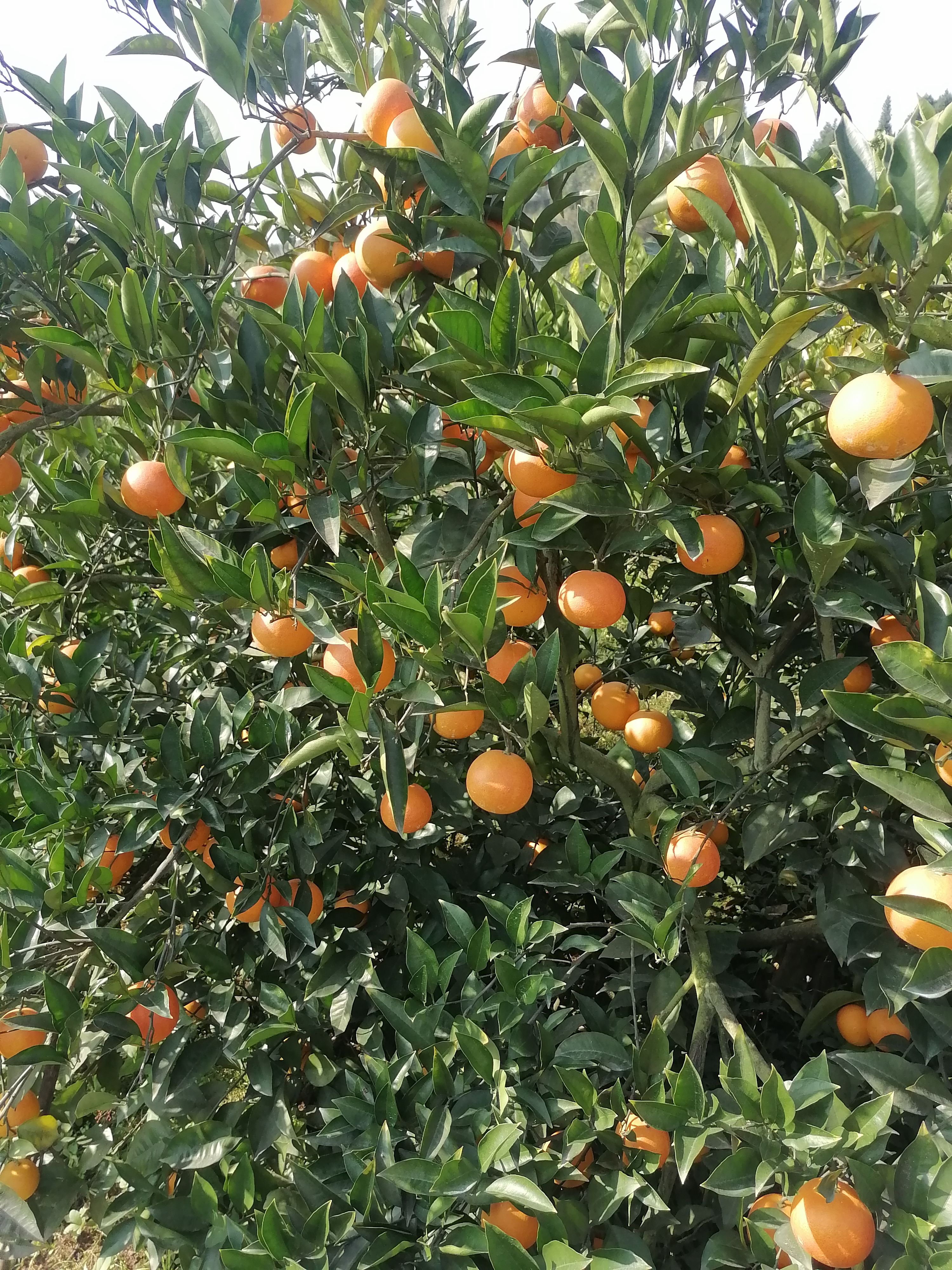 塔罗科血橙果园直发量大货源充足