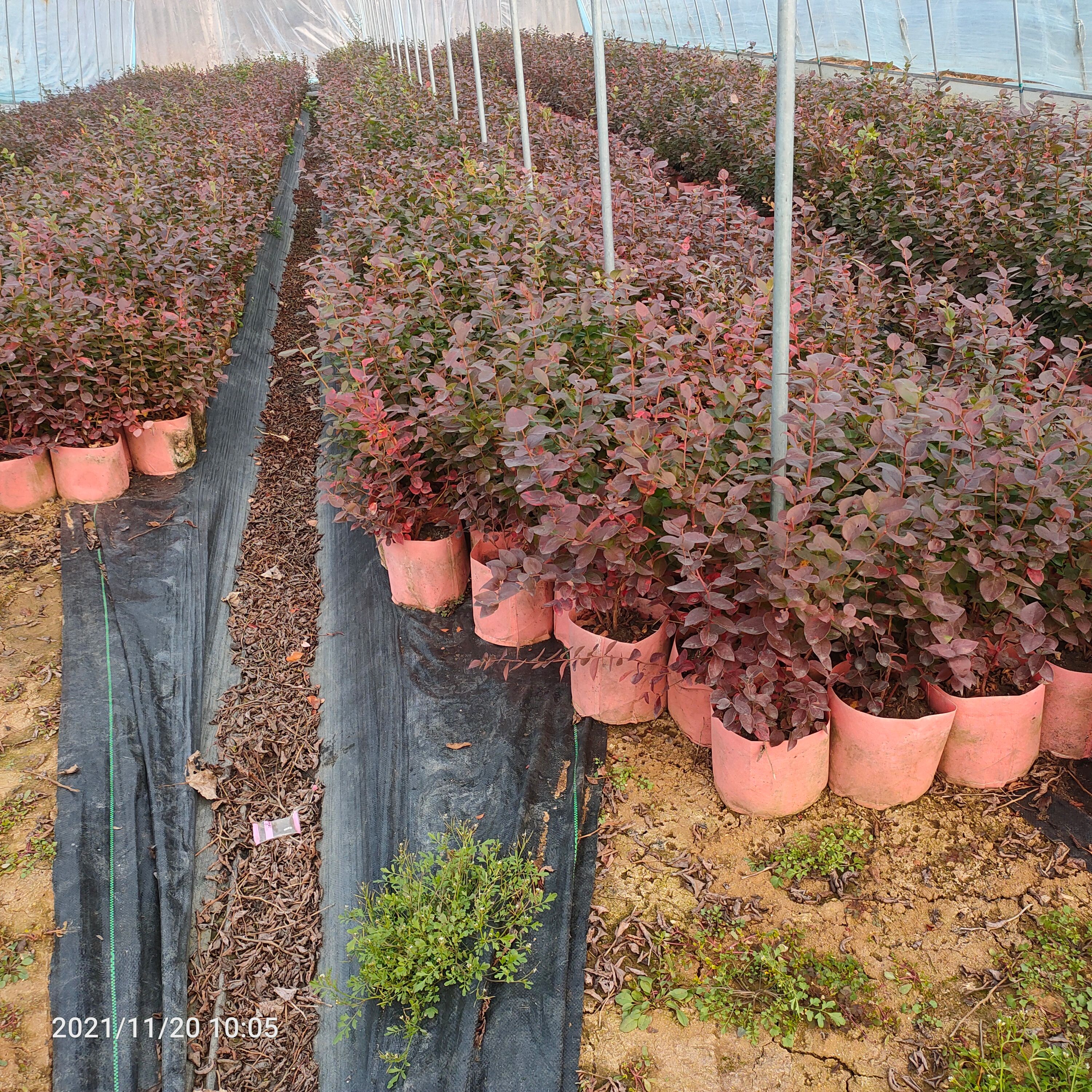 奥尼尔蓝莓苗 基地出售4年蓝莓苗  美植袋蓝莓苗 当年挂果