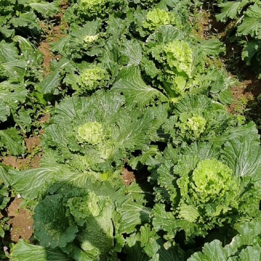 宾阳县广西白菜竹筒青大量有货