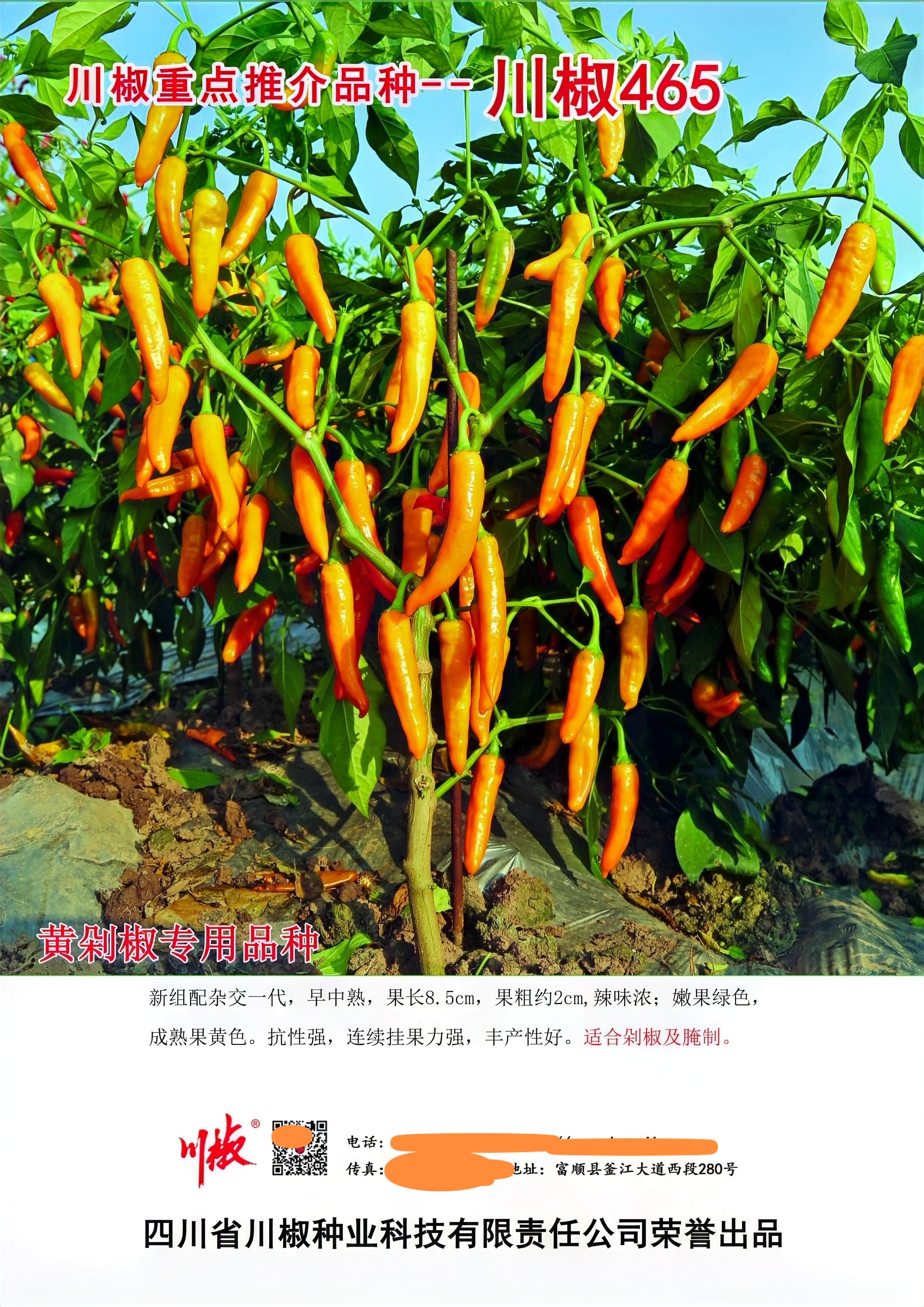 川椒465  辣椒种子