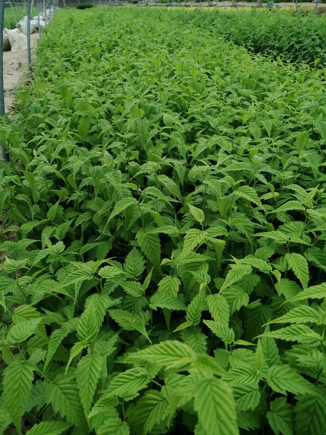 棣棠，棣棠花，营养杯棣棠30-60高度。