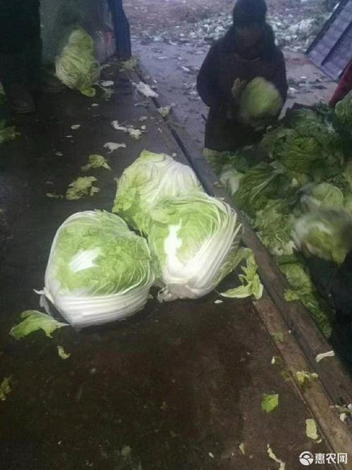 矮白菜  新乡小包23大白菜