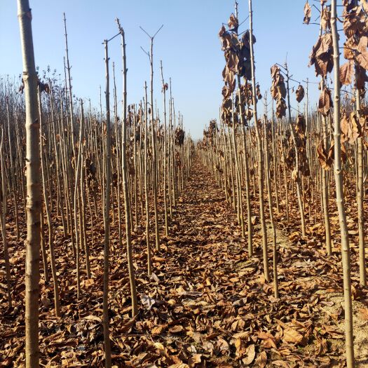 周至县七叶树 2.5~3米 4公分以下 2~4公分 1米以下 裸根发货 