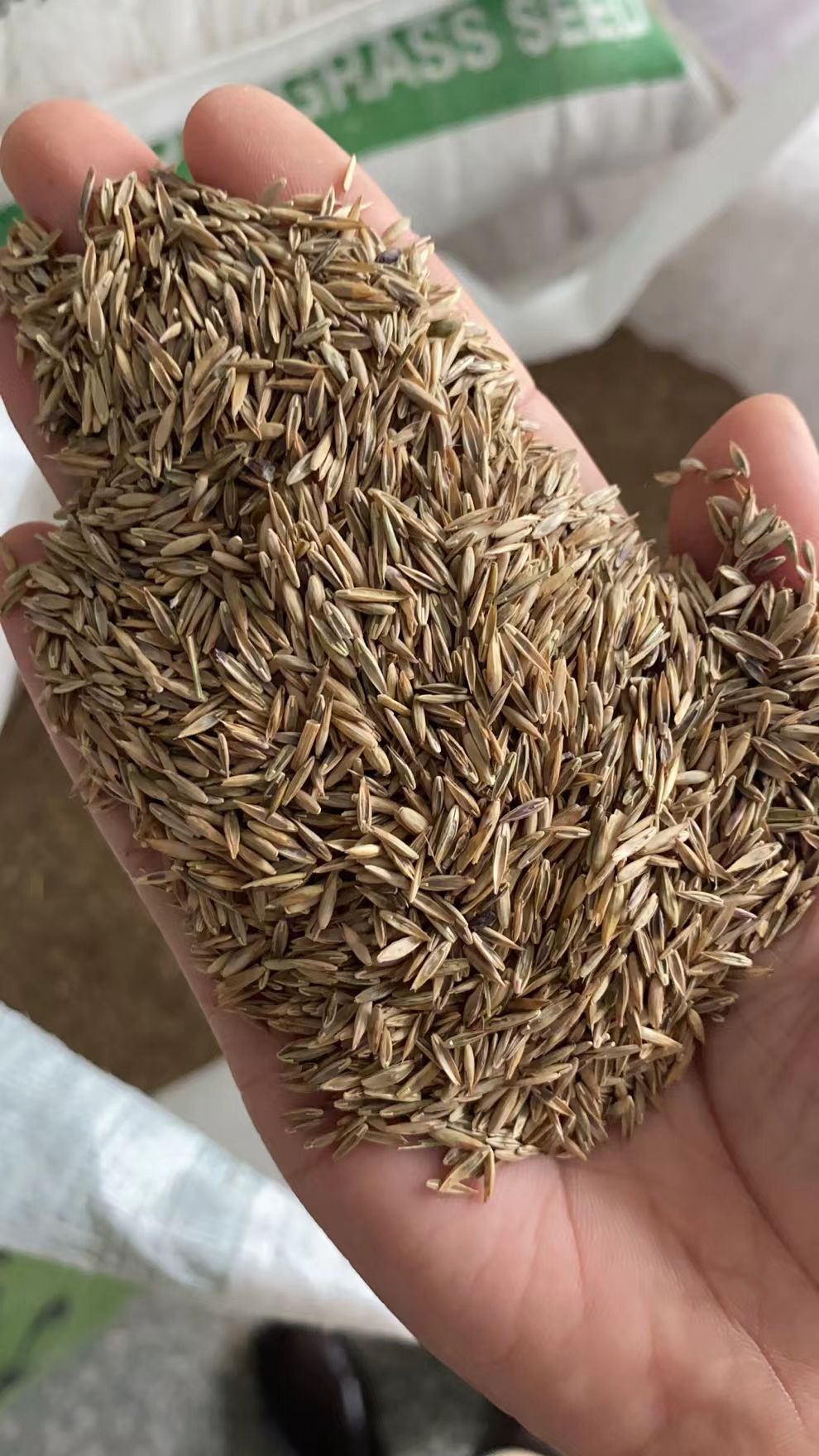 草坪种子  天堂草四季青结缕草百慕大狗牙根黑麦草马尼拉草