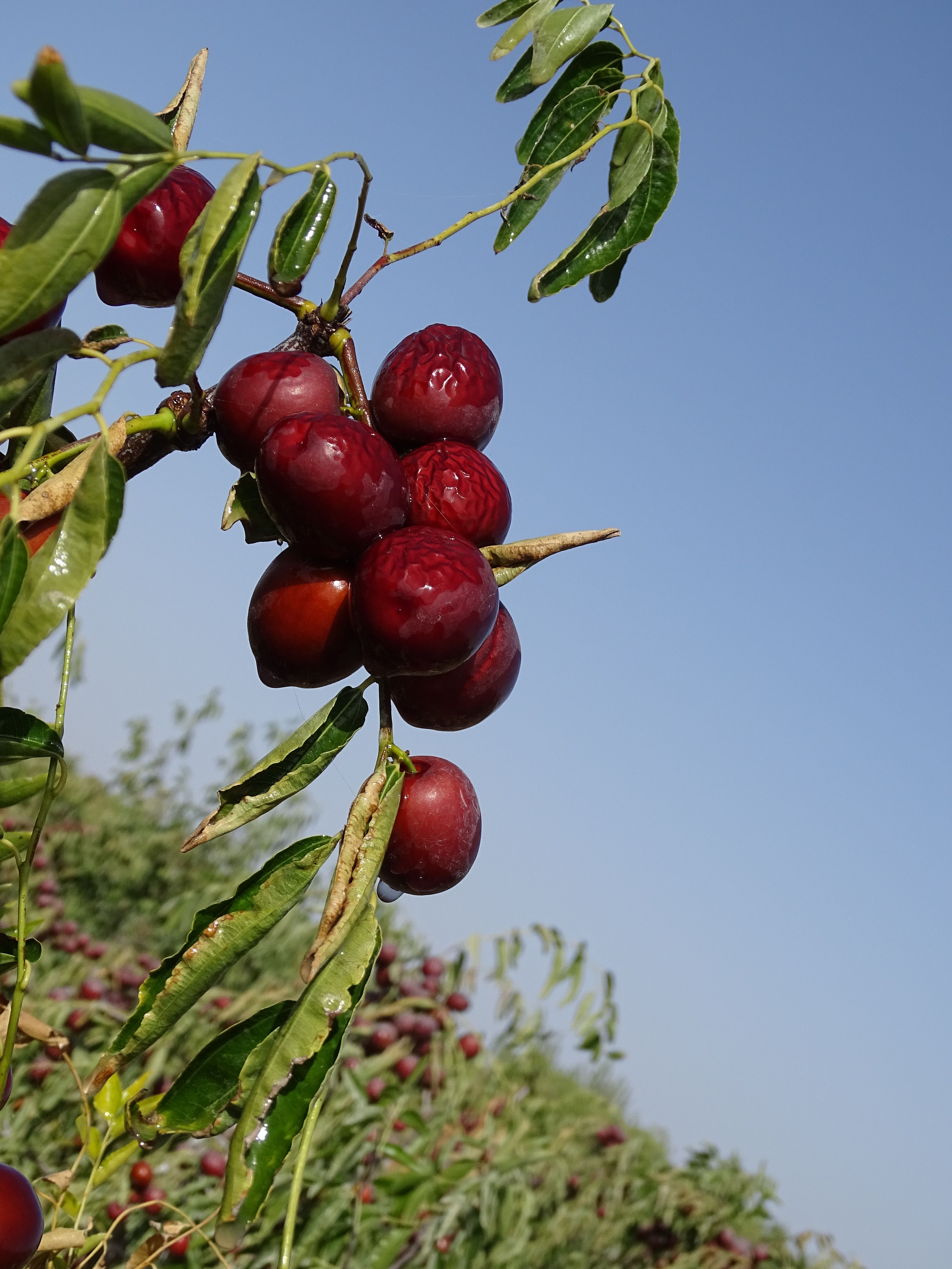  新疆图木舒克干冬枣五零团糖心枣