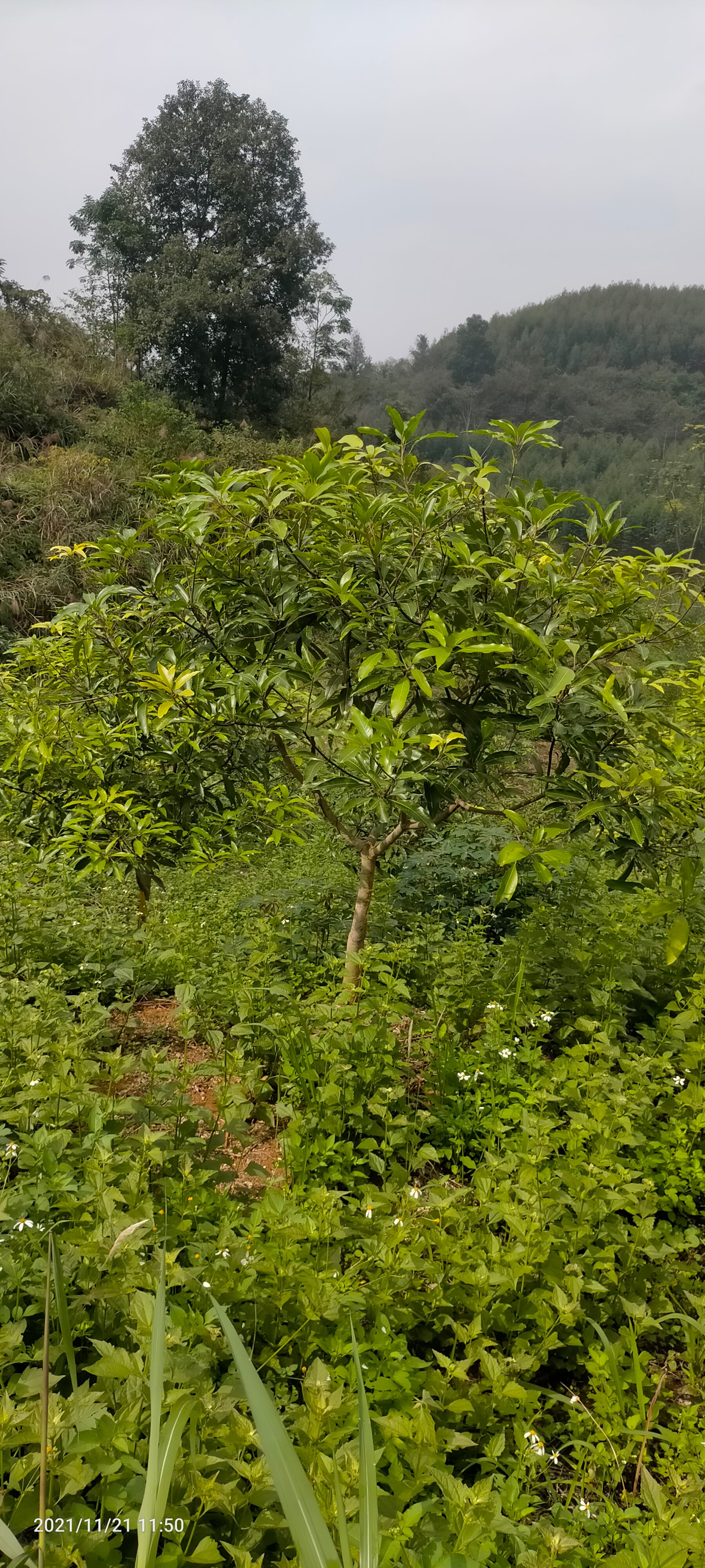 桂七芒果苗  大苗