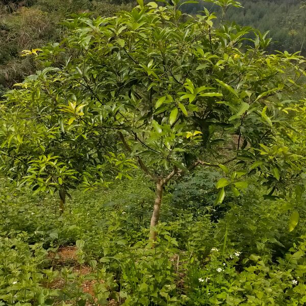 桂七芒果苗  大苗