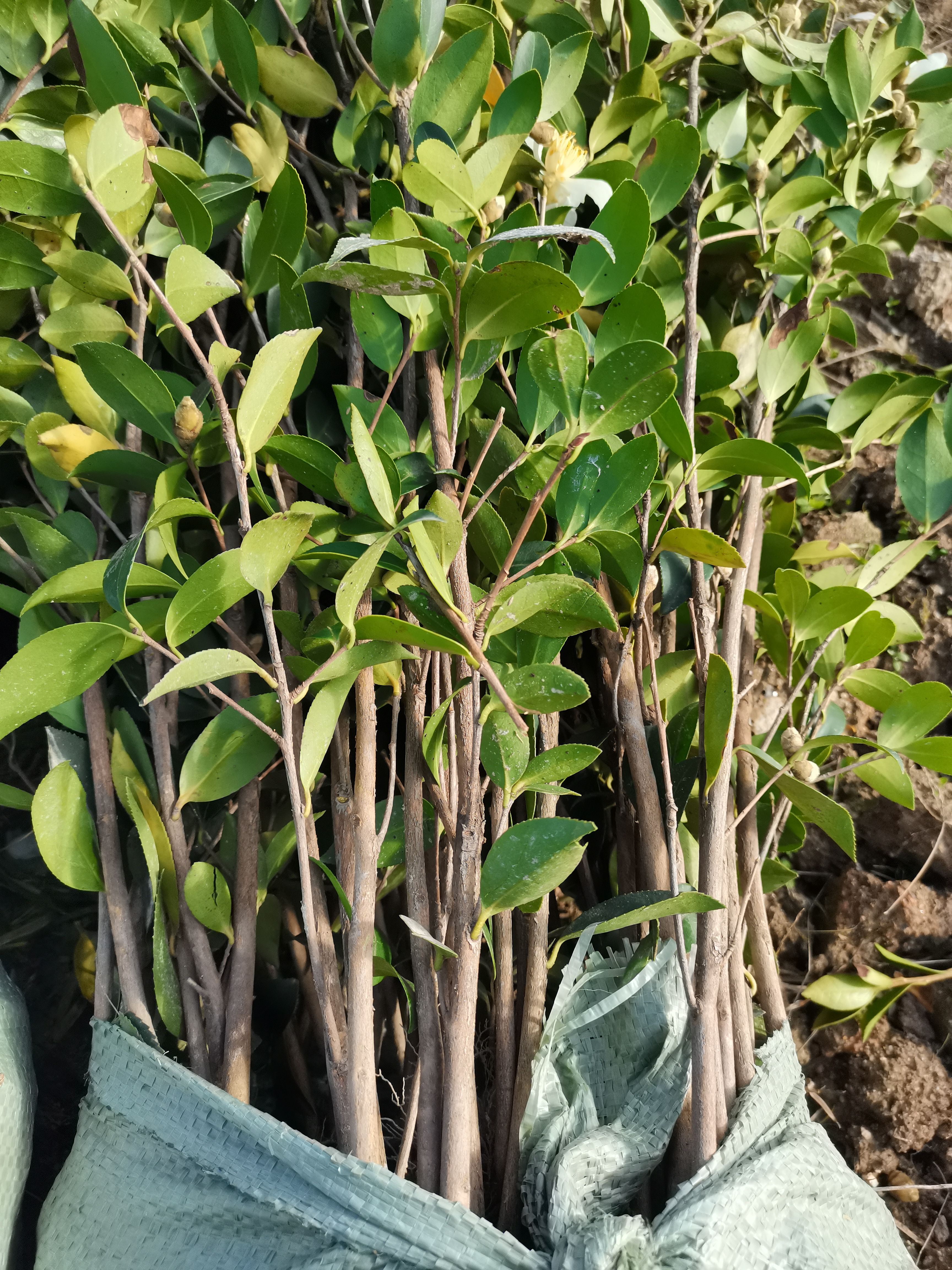 湘林210茶树苗  油茶树苗  高产良种嫁接油茶大杯苗，小杯