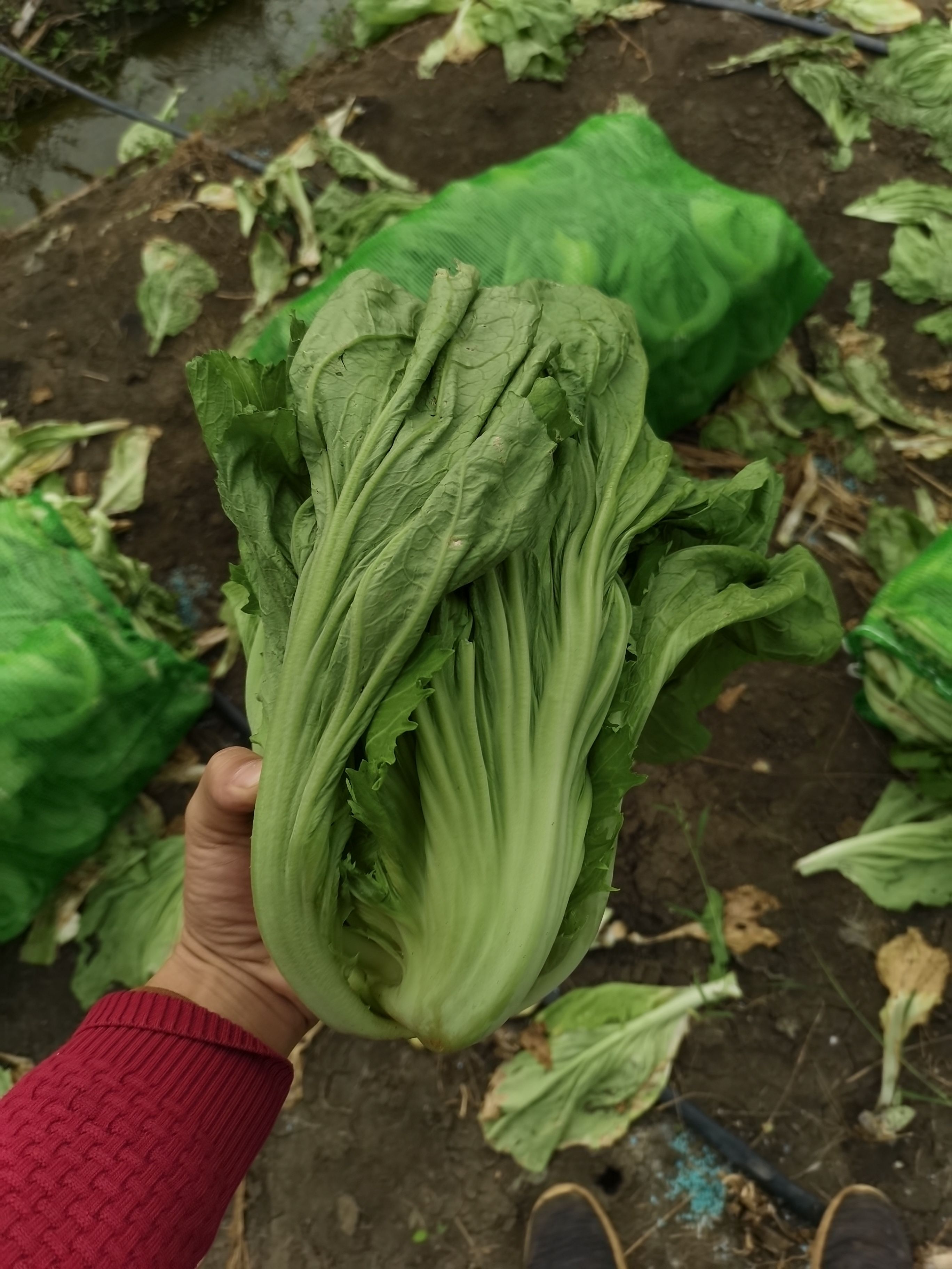 广西芥菜，横州市 芥菜 包心芥菜，大量上市，产地直发