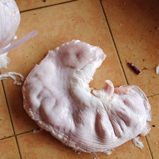 鲜猪肚