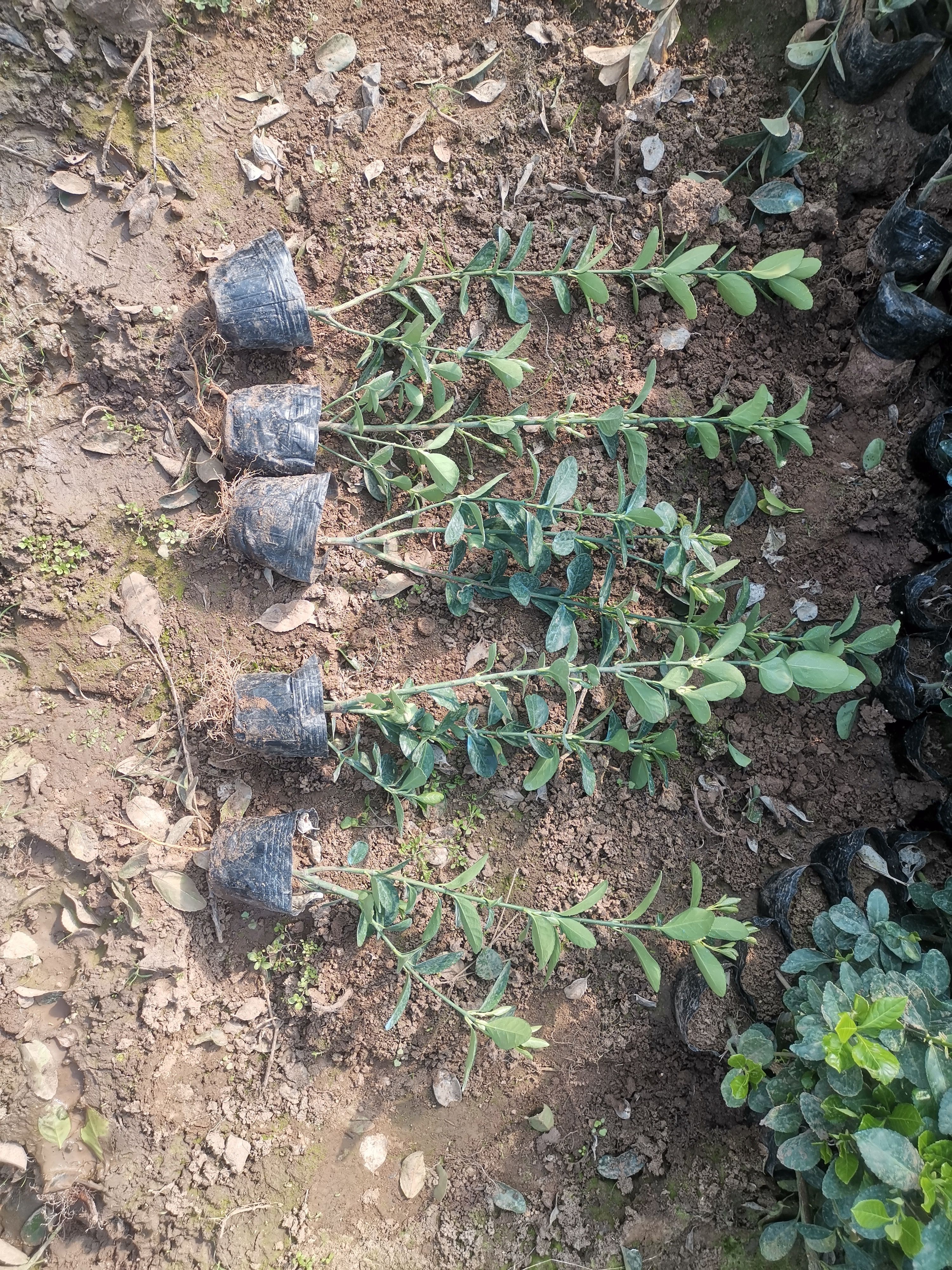 黄杨冬青  大叶黄杨  冬青