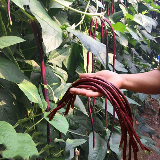紫红豇豆种子  绿领红帅豇豆种子，红条，荚长90-100cm