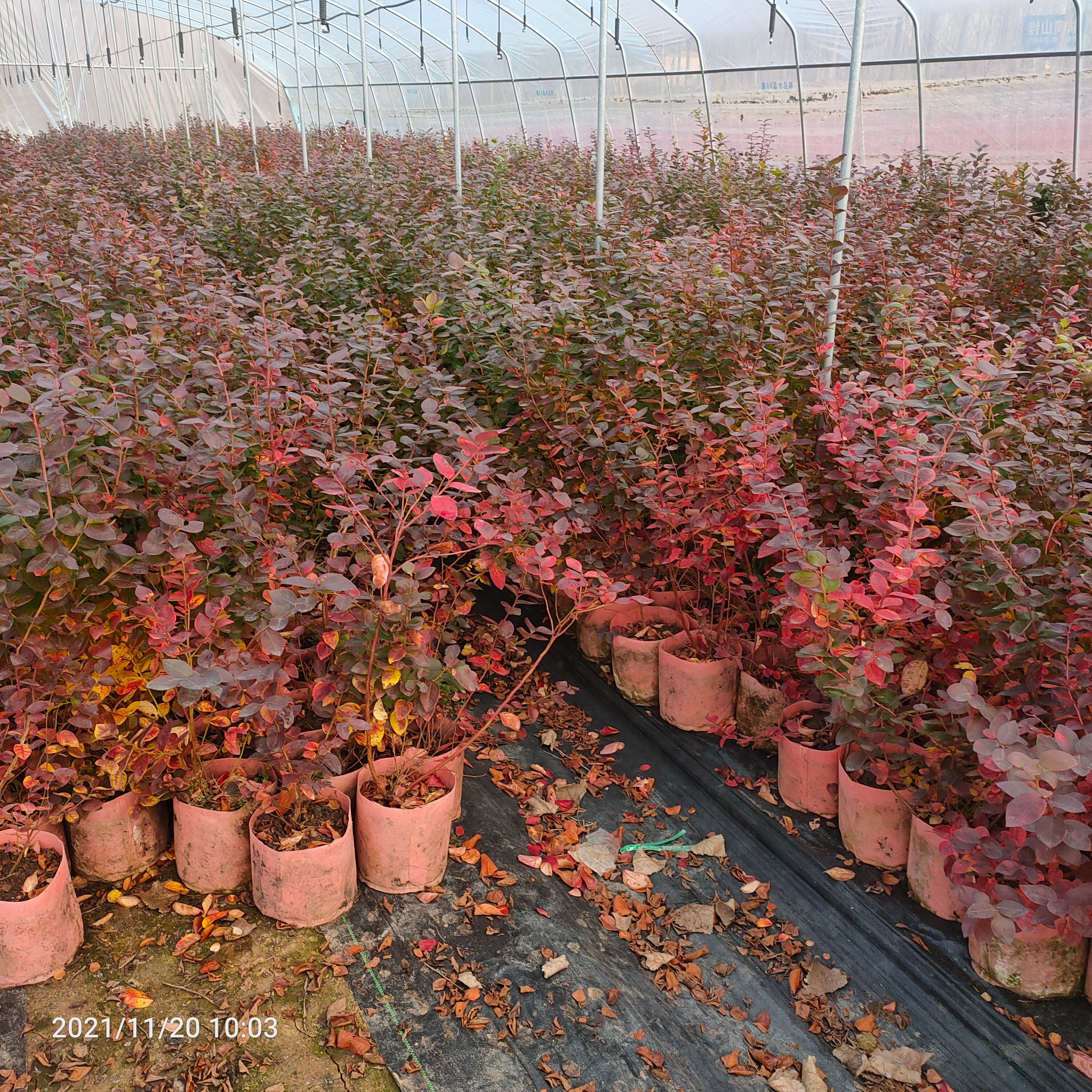 奥尼尔蓝莓苗 基地出售4年蓝莓苗  美植袋蓝莓苗 当年挂果